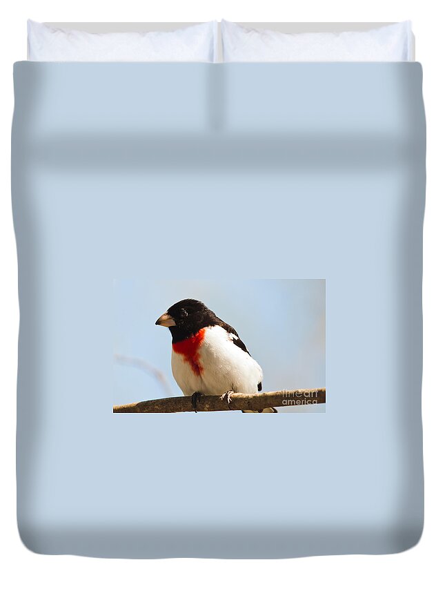 Rose-breasted Grosbeak Duvet Cover featuring the photograph Curious Fellow by Cheryl Baxter