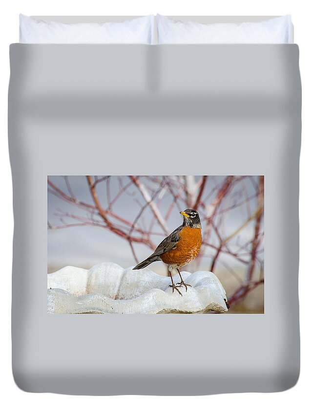 Robin Duvet Cover featuring the photograph Curious Robin by David Downs
