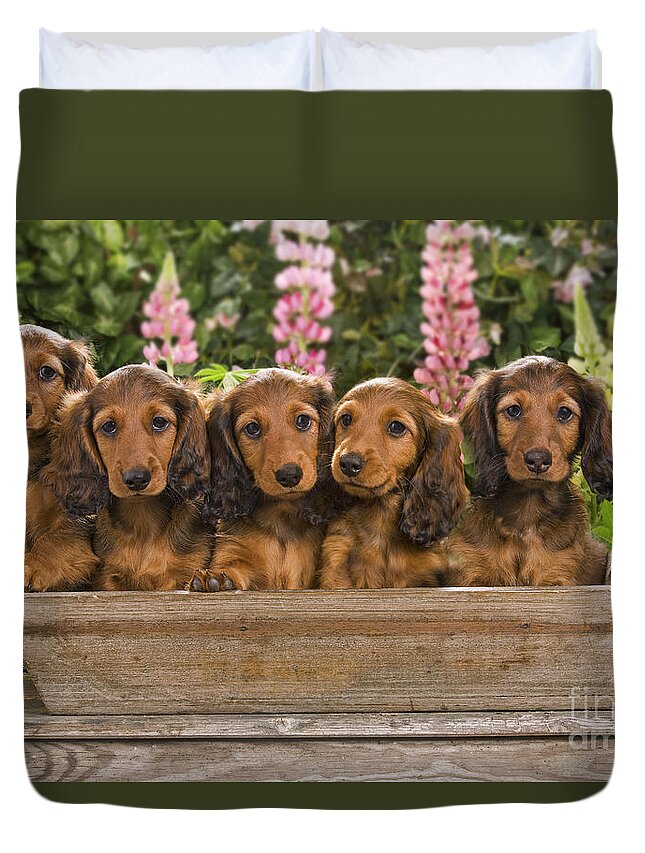 Dachshund Duvet Cover featuring the photograph Dachshunds In A Flowerpot by Jean-Michel Labat