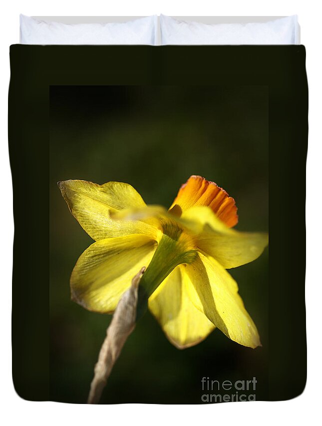 Daffodil Flower. Daffodil Duvet Cover featuring the photograph Daffodils Grace by Joy Watson
