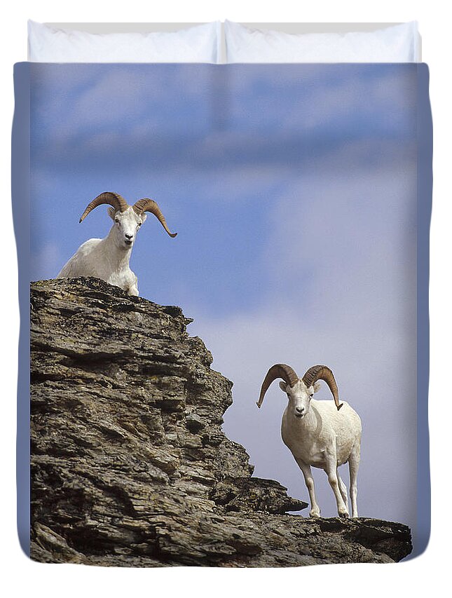 Feb0514 Duvet Cover featuring the photograph Dalls Sheep On Rock Outcrop North by Michael Quinton