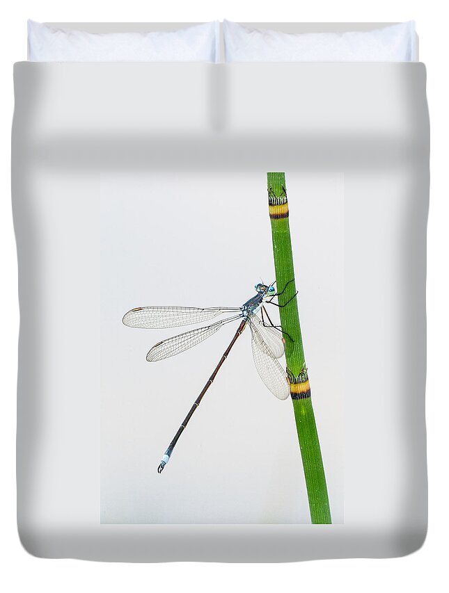 Equisetum Duvet Cover featuring the photograph Damselfly on Horsetail by Jim Zablotny