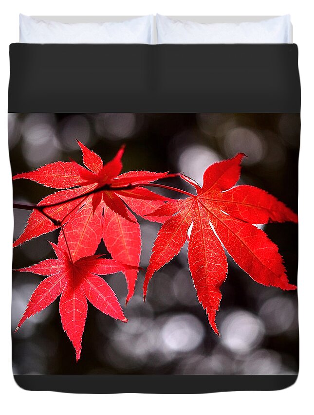 Maple Leaves Duvet Cover featuring the photograph Dancing Japanese Maple by Rona Black