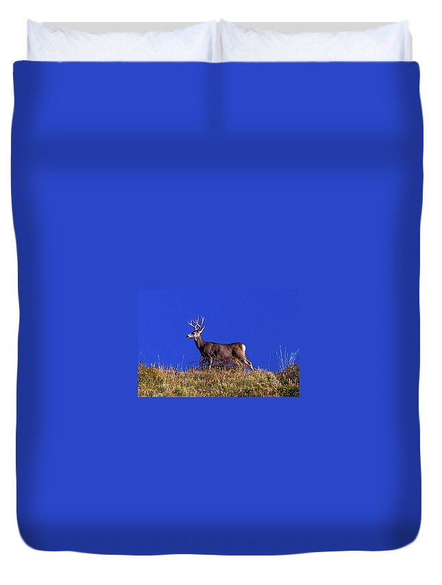 Photography Duvet Cover featuring the photograph Deer And Blue Sky Outside Of Ridgway by Panoramic Images