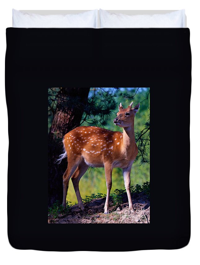 Deer Duvet Cover featuring the photograph Deer in the woods by Nick Biemans