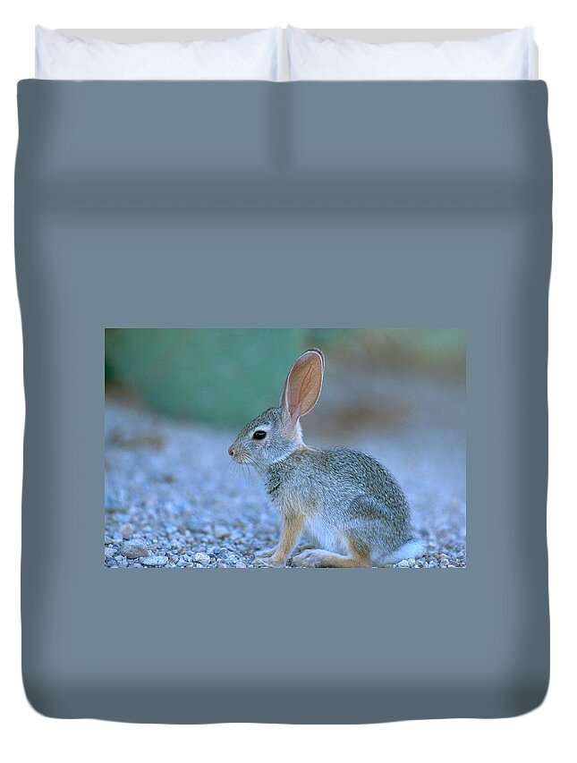 Animal Duvet Cover featuring the photograph Desert Cottontail Rabbit by Craig K. Lorenz