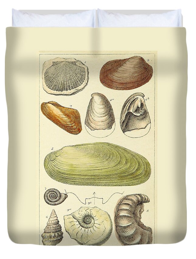 Illustration Duvet Cover featuring the photograph Devonian Fossils, Illustration by British Library