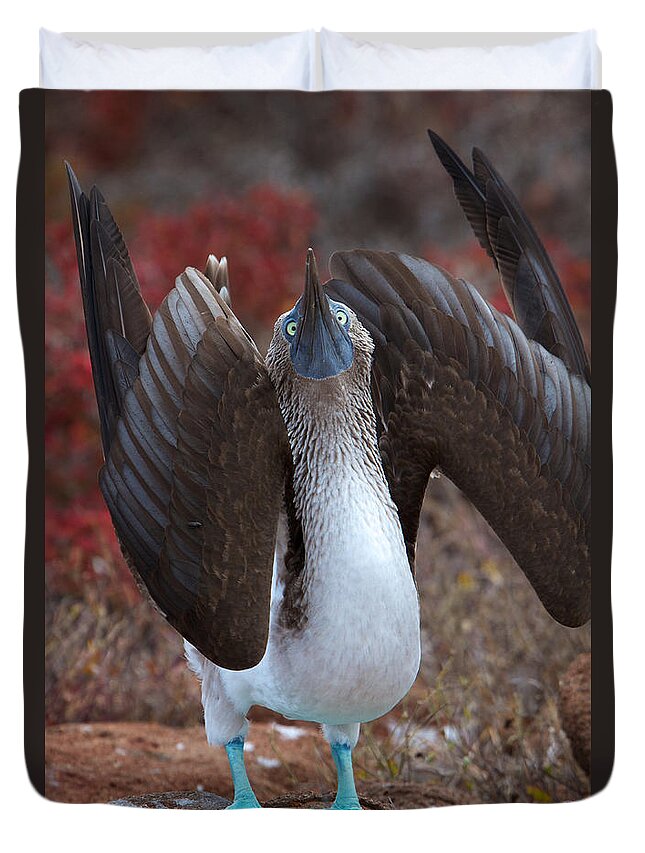 Galapagos Islands Duvet Cover featuring the photograph Do You Think I'm Sexy by David and Patricia Beebe