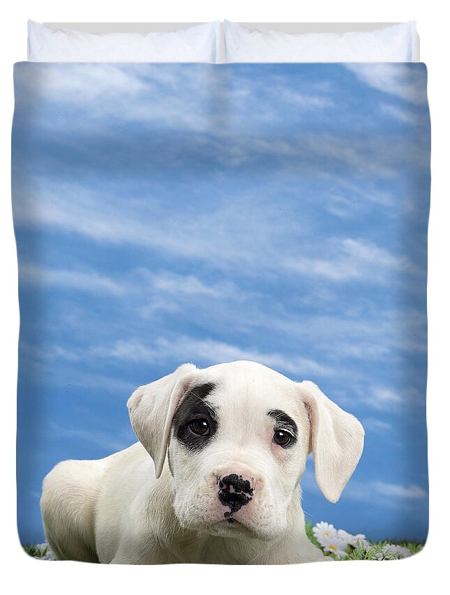 Dog Duvet Cover featuring the photograph Dogo Argentino Puppy by Jean-Michel Labat