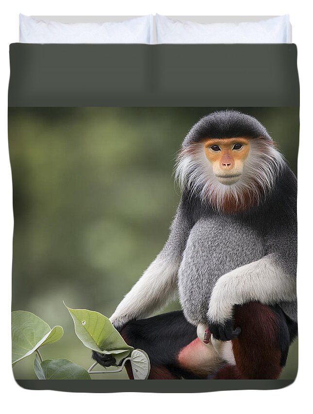 Cyril Ruoso Duvet Cover featuring the photograph Douc Langur Male Vietnam by Cyril Ruoso