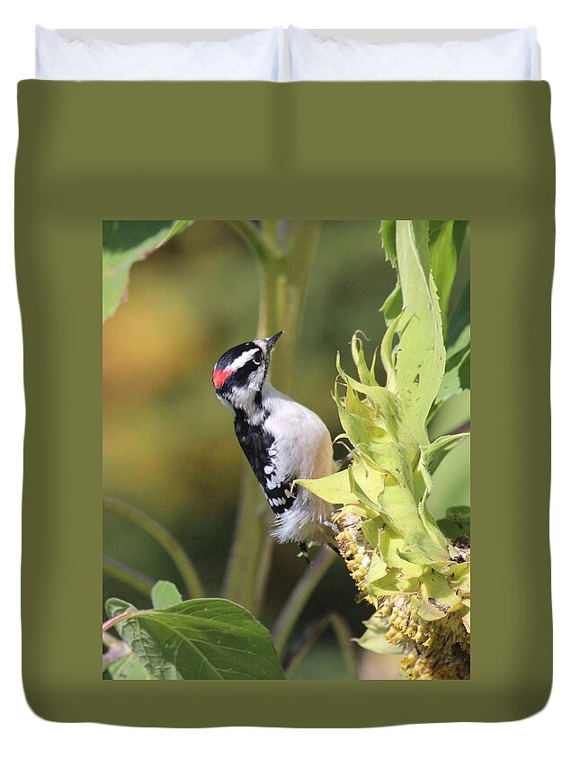Woodpecker Duvet Cover featuring the photograph Downy Woodpecker on Sunflower by Lucinda VanVleck