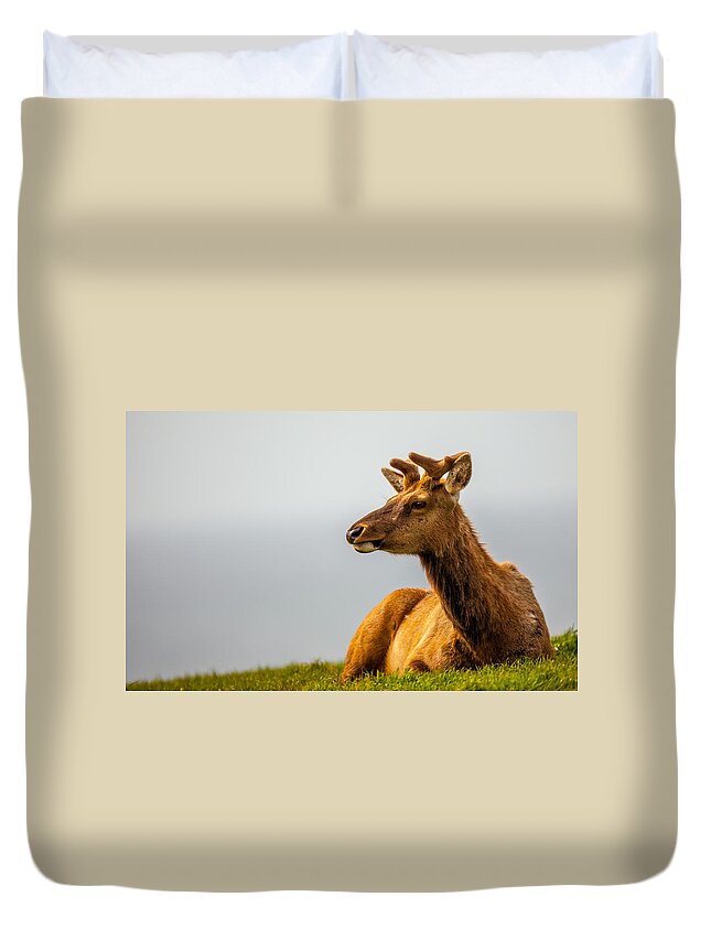 Big Horn Sheep Duvet Cover featuring the photograph Drake Elk by Kevin Dietrich