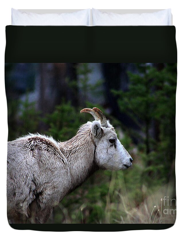 Ram Duvet Cover featuring the photograph Drippy Horns by Alyce Taylor