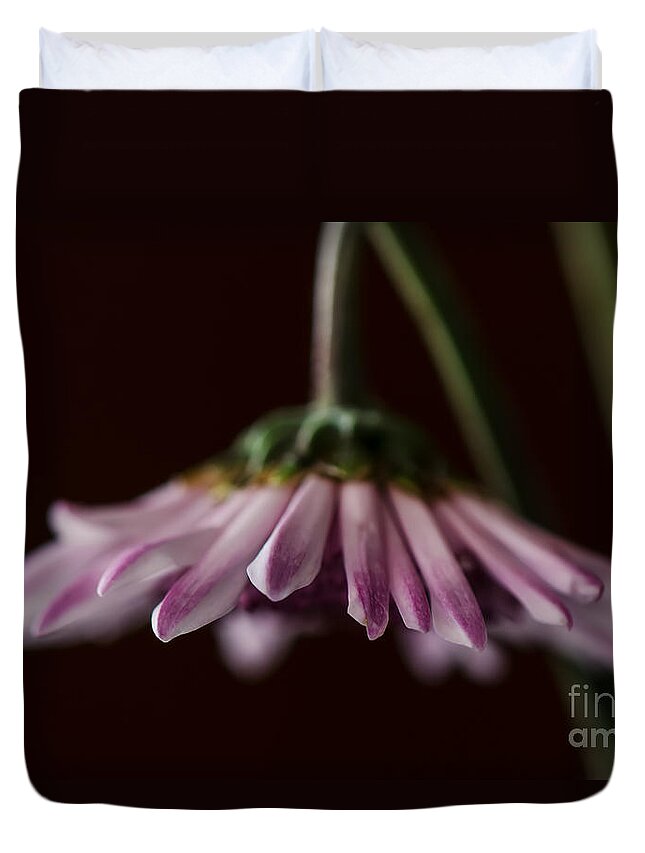 Daisy Duvet Cover featuring the photograph Drooping by Lois Bryan