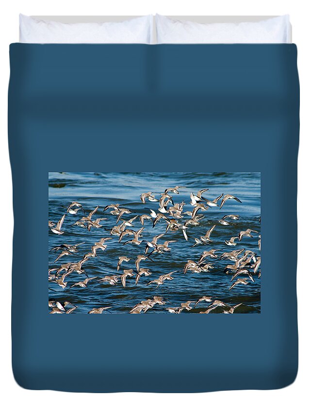 Dunlins Duvet Cover featuring the photograph Dunlins in Flight by Kristia Adams