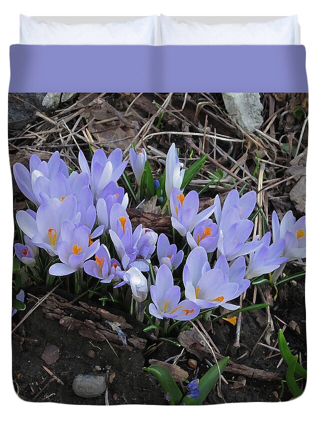 Crocus Duvet Cover featuring the photograph Early Crocuses by Donald S Hall
