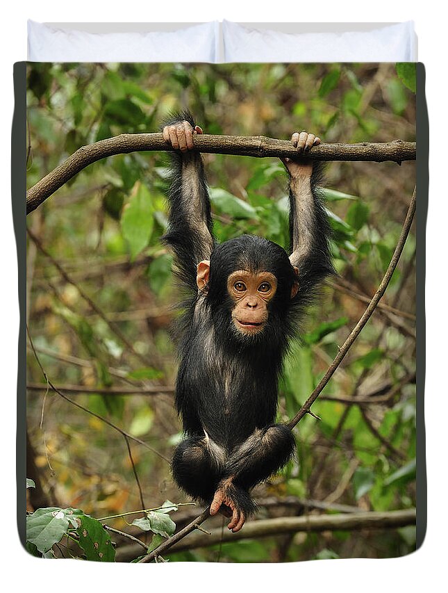 Thomas Marent Duvet Cover featuring the photograph Eastern Chimpanzee Baby Hanging by Thomas Marent
