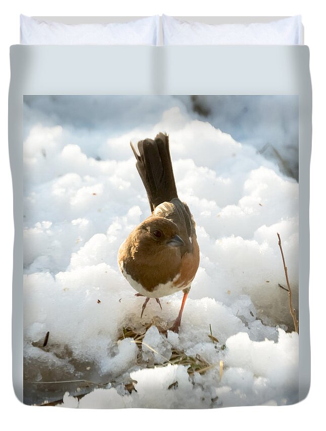 Rufous-sided Towhee Duvet Cover featuring the photograph Eastern Towhee Poses for Photograph by Holden The Moment