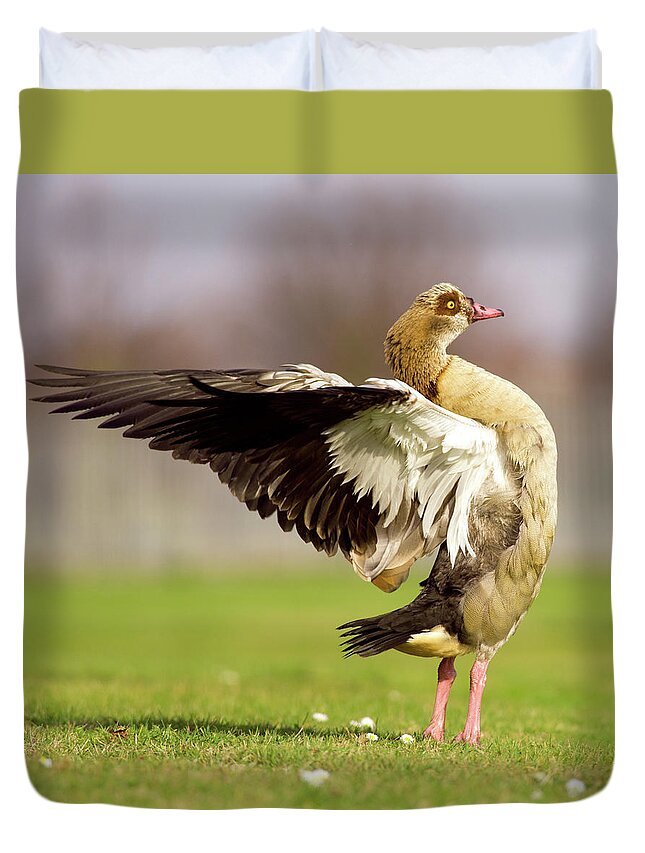 Grass Duvet Cover featuring the photograph Egyptian Goose by Alexwittphotography