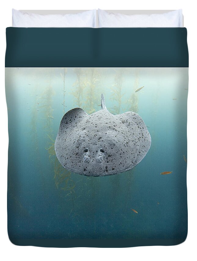 Feb0514 Duvet Cover featuring the photograph Electric Ray Cortes Bank California by Richard Herrmann