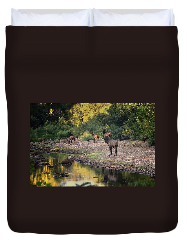 Elk Duvet Cover featuring the photograph Elk Herd Along the Hailstone by Michael Dougherty