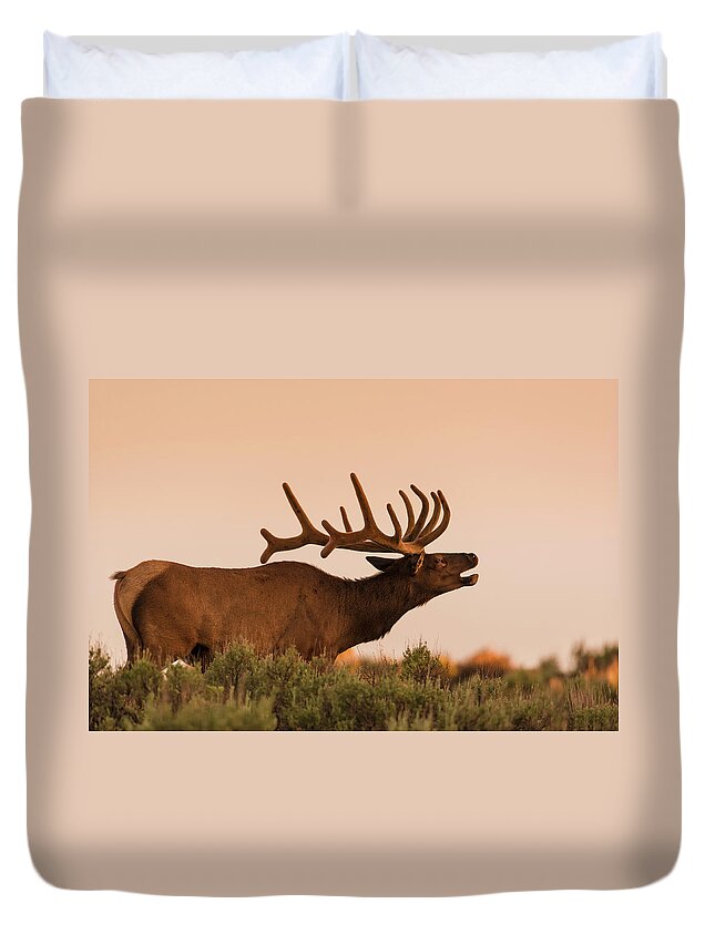 Animal Themes Duvet Cover featuring the photograph Elk In Velvet On Hill In Yellowstone by © J. Bingaman Photography