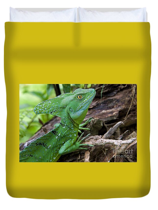 Emerald Basilisk Duvet Cover featuring the photograph Emerald basilisk 3 by Arterra Picture Library