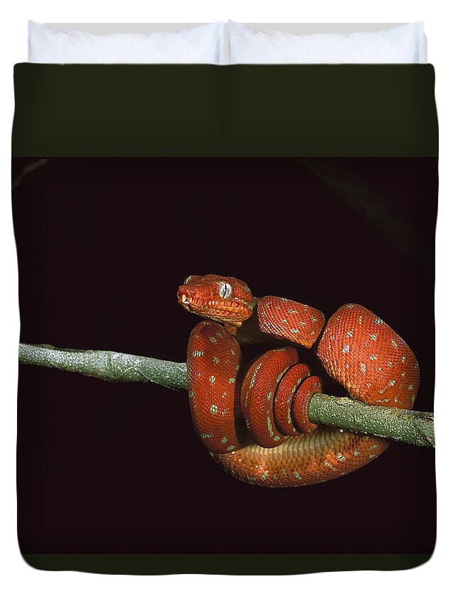 Feb0514 Duvet Cover featuring the photograph Emerald Tree Boa Coiled Iwokramaguyana by Pete Oxford