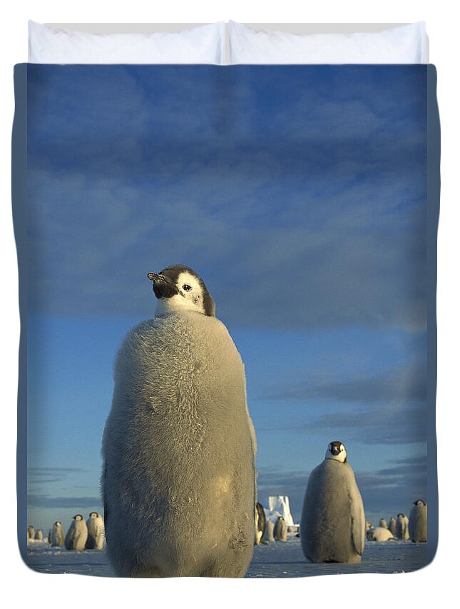 Feb0514 Duvet Cover featuring the photograph Emperor Penguin Chick At Midnight by Tui De Roy