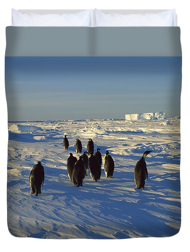 Feb0514 Duvet Cover featuring the photograph Emperor Penguin Group Walking On Ice by Konrad Wothe