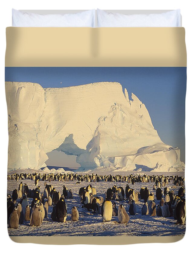 Feb0514 Duvet Cover featuring the photograph Emperor Penguin Rookery With Iceberg by Konrad Wothe