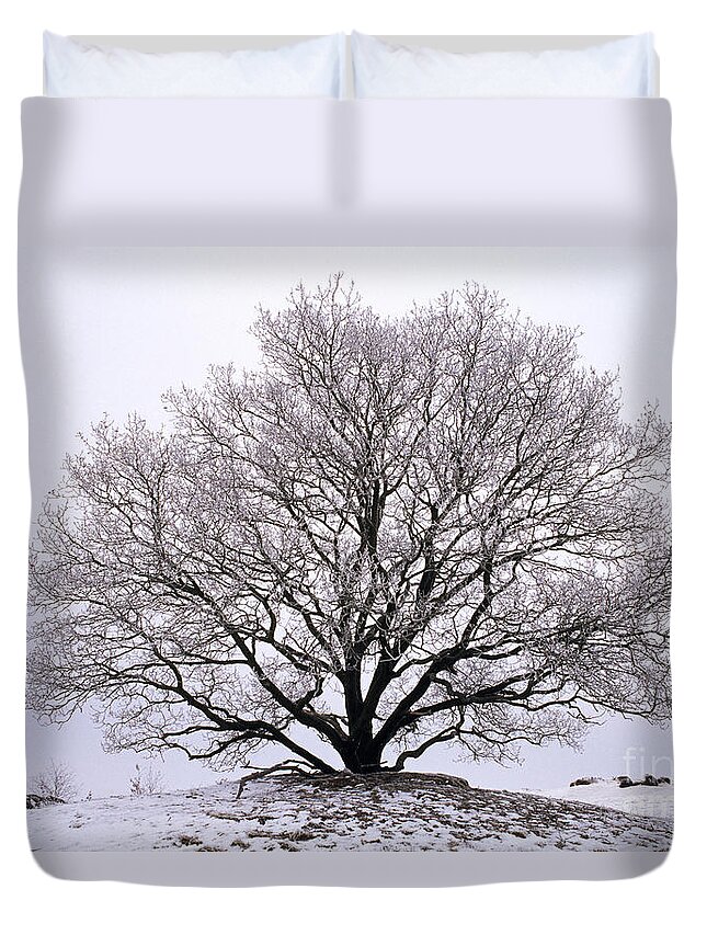 Mp Duvet Cover featuring the photograph English Oak In Winter by Flip de Nooyer