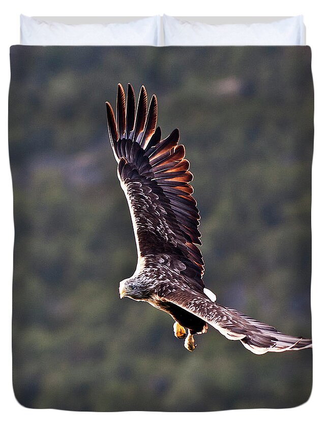 White_tailed Eagle Duvet Cover featuring the photograph European Flying Sea Eagle 4 by Heiko Koehrer-Wagner