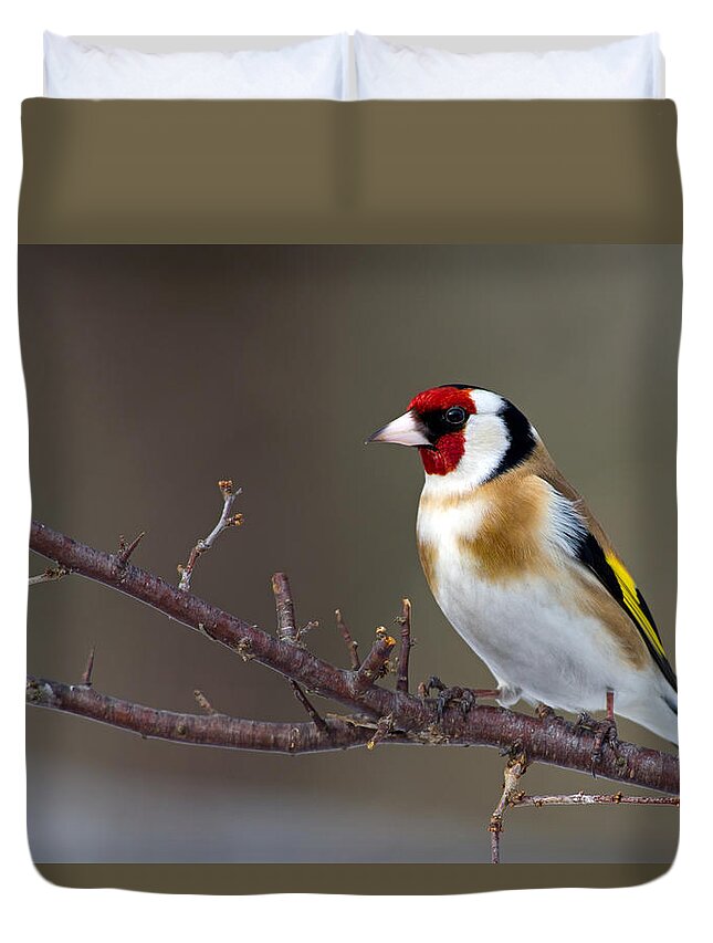 Goldfinch Duvet Cover featuring the photograph European Goldfinch by Torbjorn Swenelius