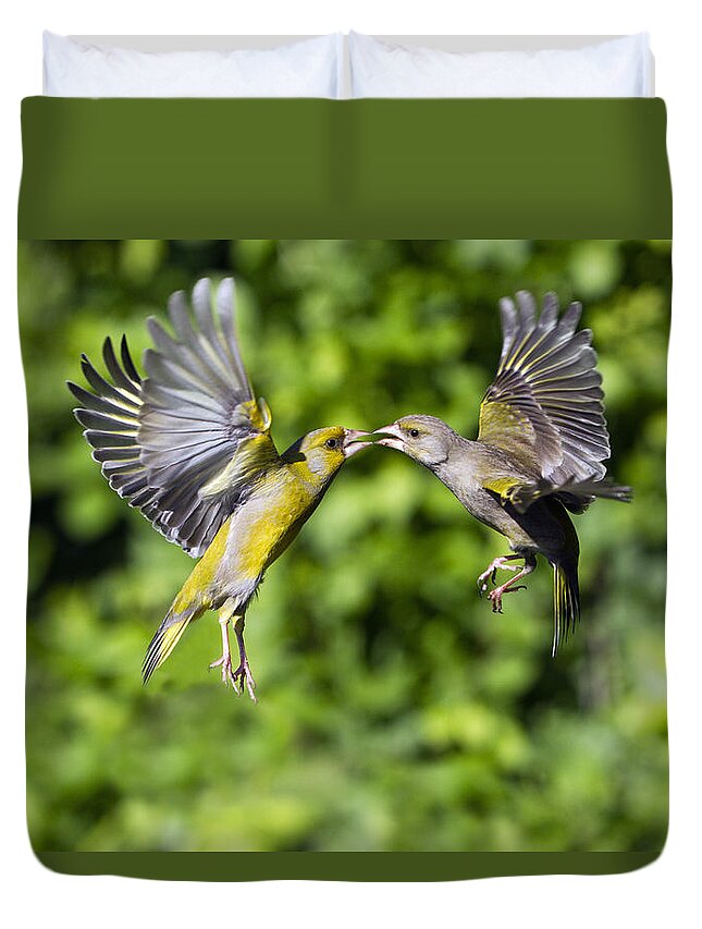 Feb0514 Duvet Cover featuring the photograph European Greenfinch Fighting Germany by Duncan Usher