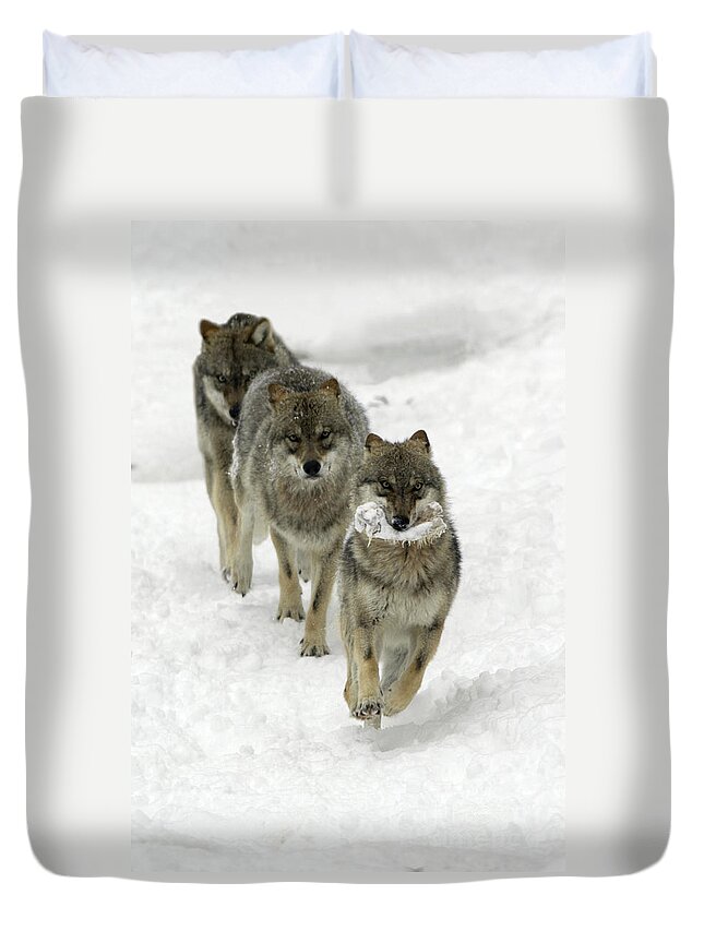 European Wolf Duvet Cover featuring the photograph European Wolves, Canis Lupus by Duncan Usher