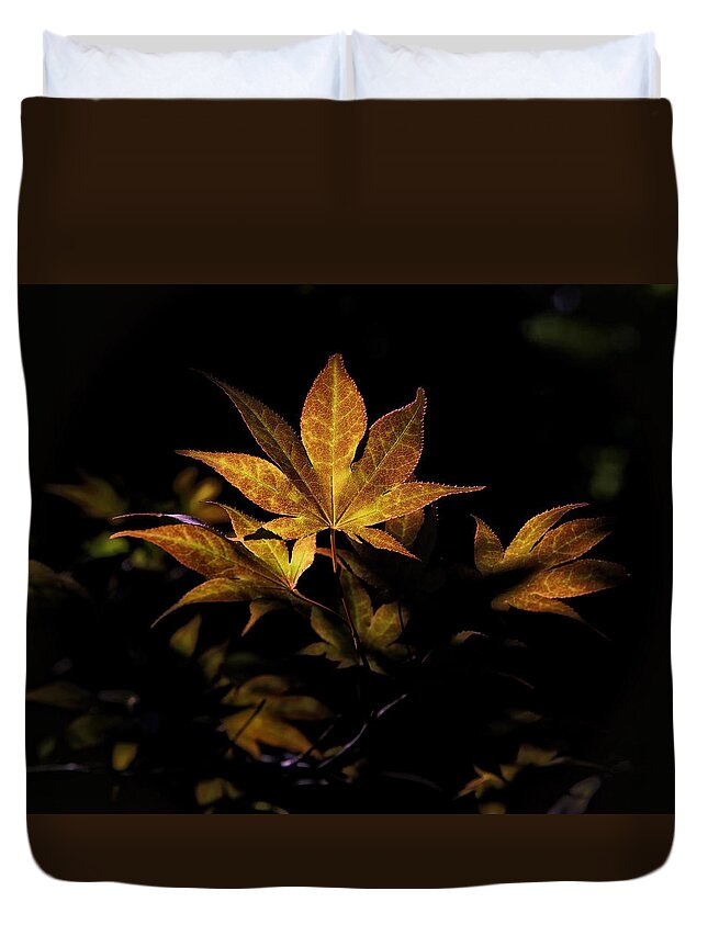 Sweet Gum Duvet Cover featuring the photograph Fall Color in Woodland Light by Michael Dougherty