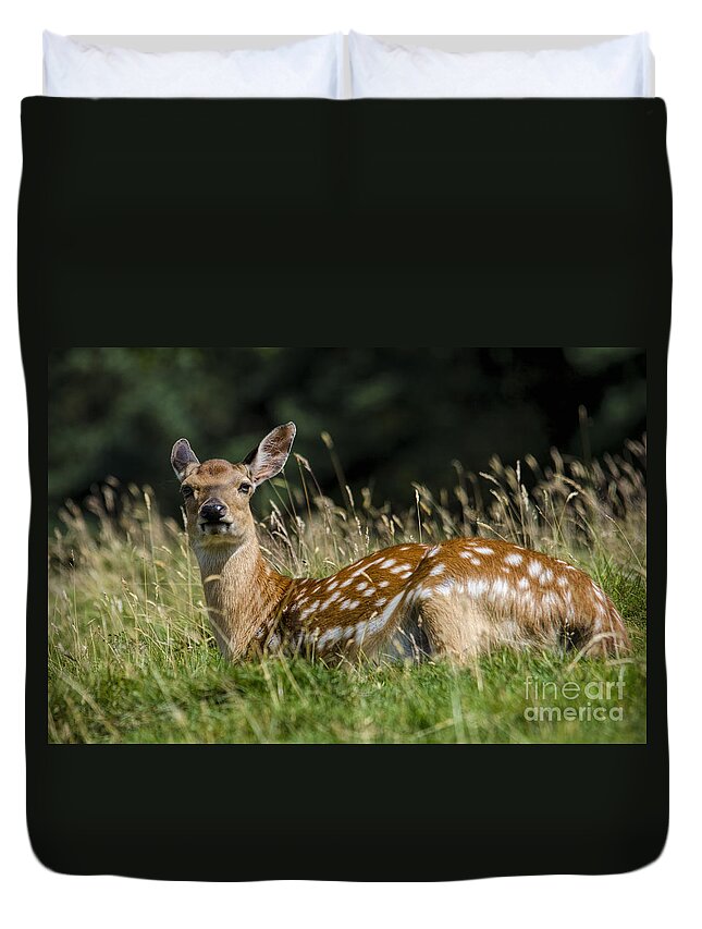 Deer Duvet Cover featuring the photograph Fallow deer doe by Steev Stamford