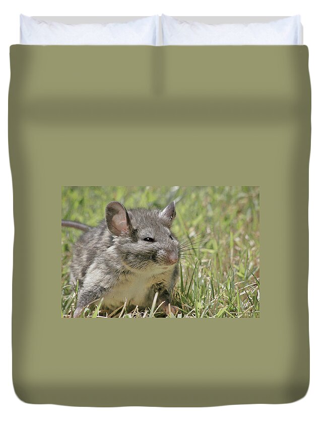 Norway Rat Duvet Cover featuring the photograph Fat Norway Rat by Alexandra Till
