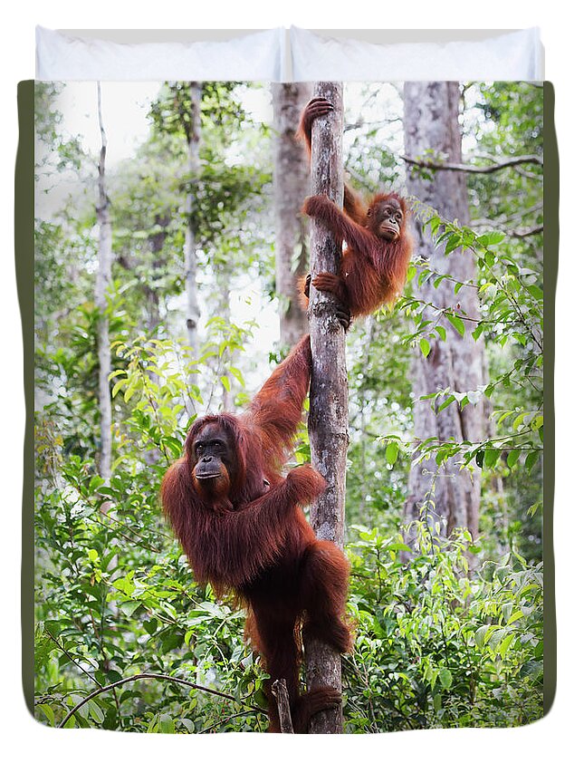 Tropical Tree Duvet Cover featuring the photograph Female And Juvenile Bornean Orangutan by Peter Langer / Design Pics