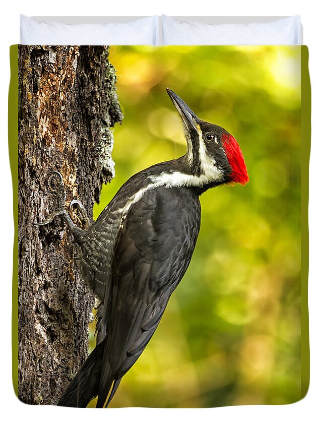 Pileated Woodpecker Duvet Cover featuring the photograph Female Pileated Woodpecker No. 2 by Belinda Greb