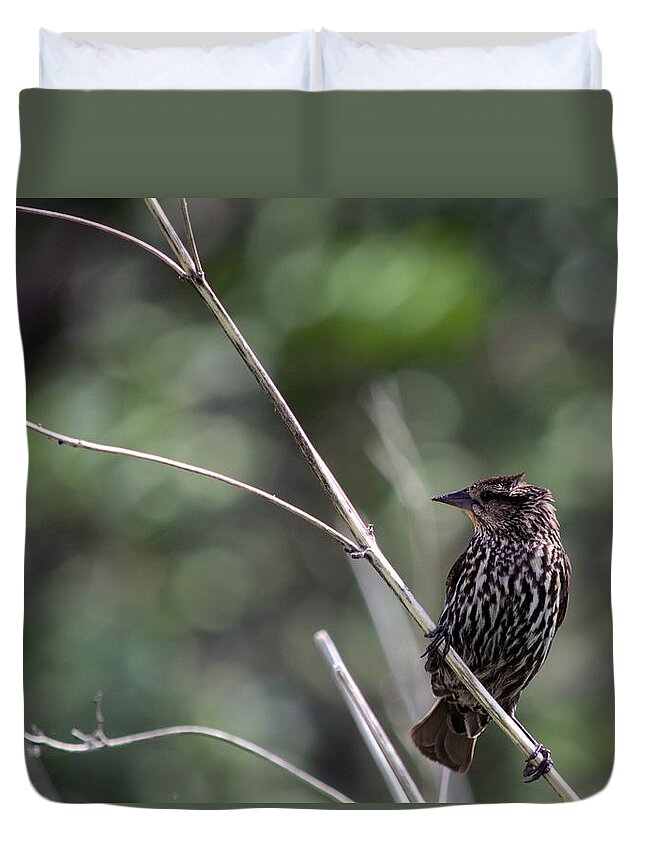 Red-wing Duvet Cover featuring the photograph Female Red-Wing by Bonfire Photography