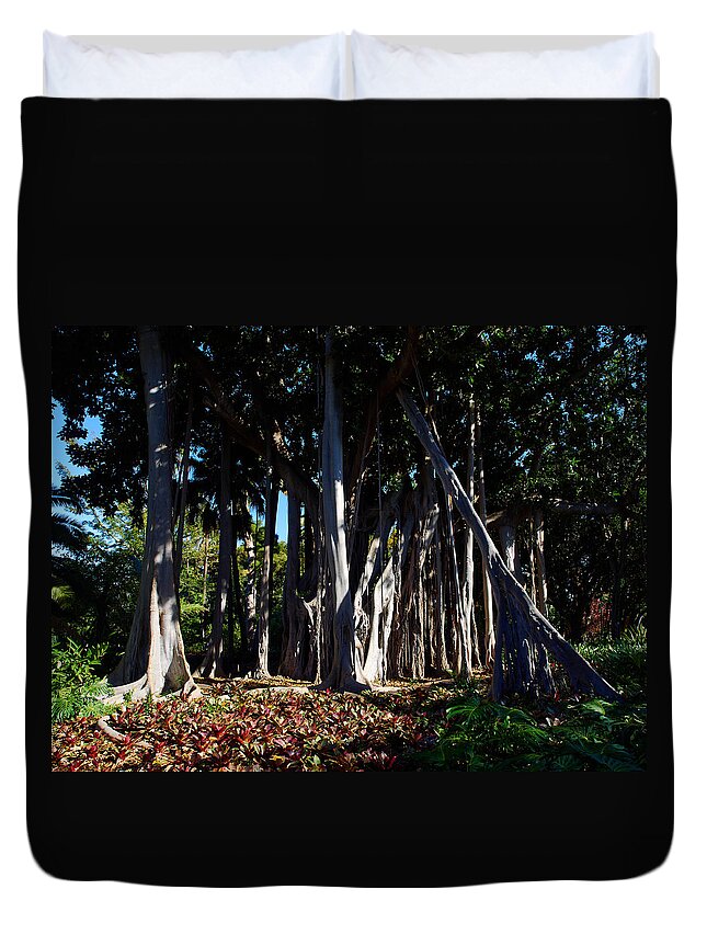 Atlantic Ocean Duvet Cover featuring the photograph Ficus macrophylla columnaris by Jouko Lehto