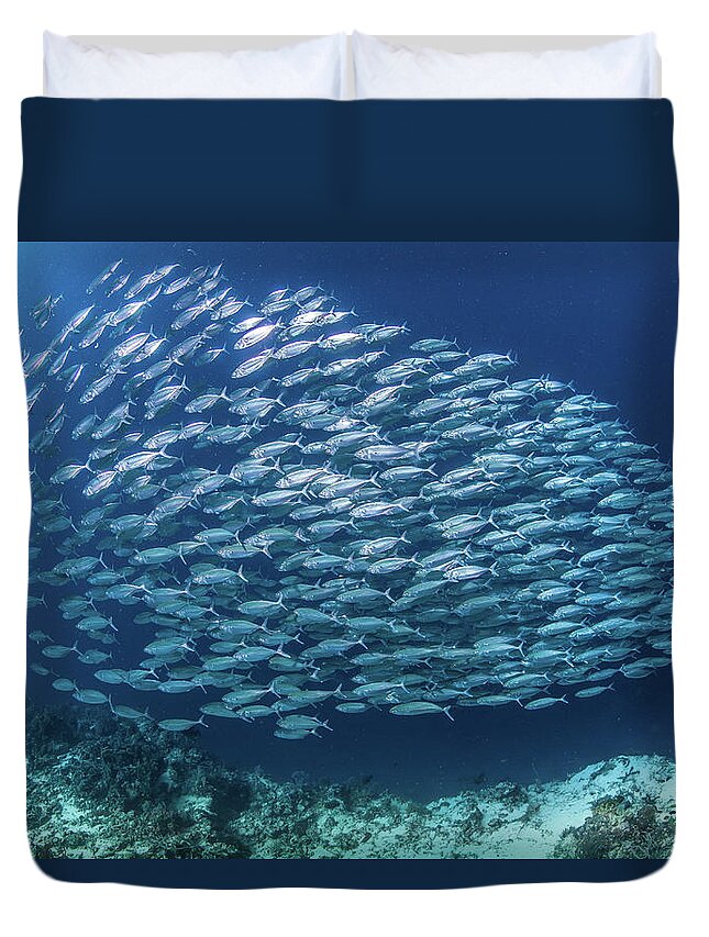 Underwater Duvet Cover featuring the photograph Fish School by Paul Cowell Photography