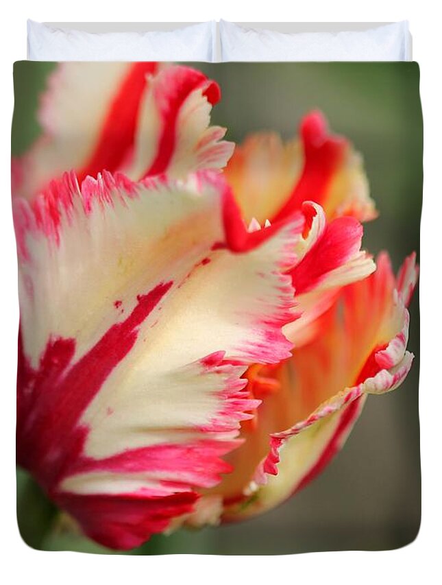 Mccombie Duvet Cover featuring the photograph Flaming Parrot Tulip by J McCombie