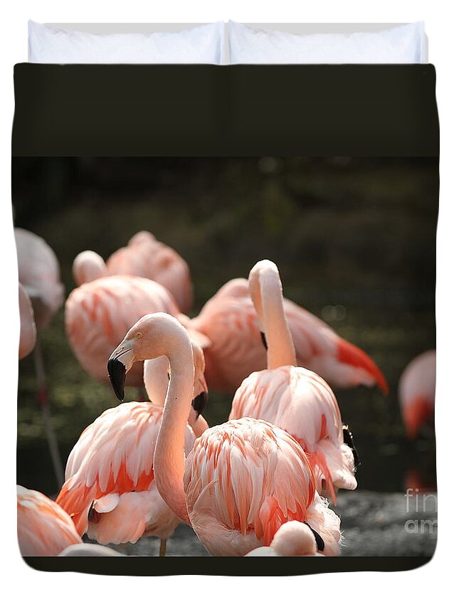 Birds Duvet Cover featuring the photograph Flamingo by Edward R Wisell