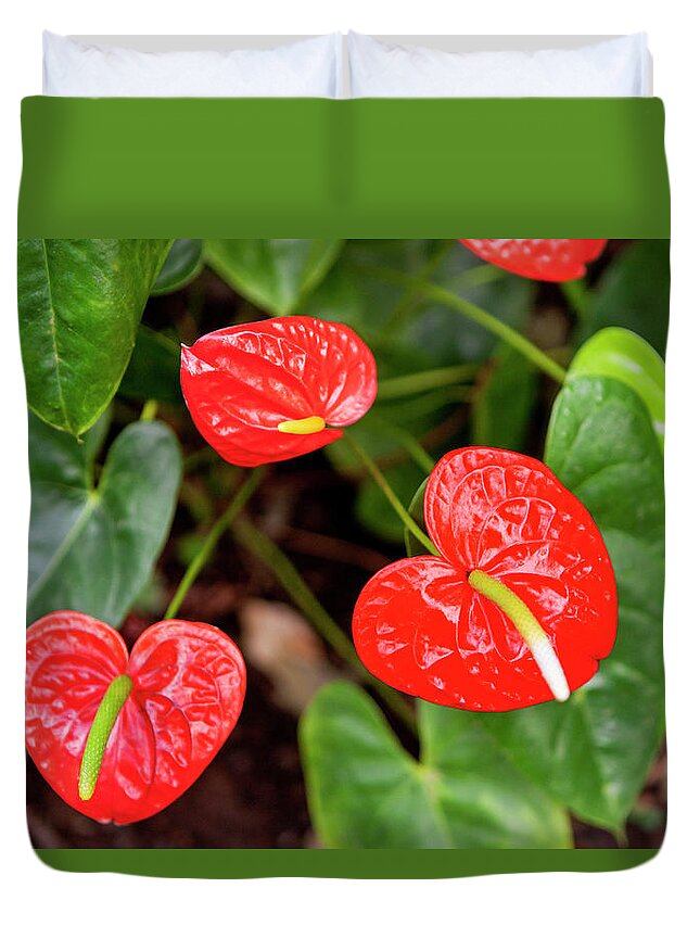 Canary Islands Duvet Cover featuring the photograph Flamingo Lilies by Johner Images
