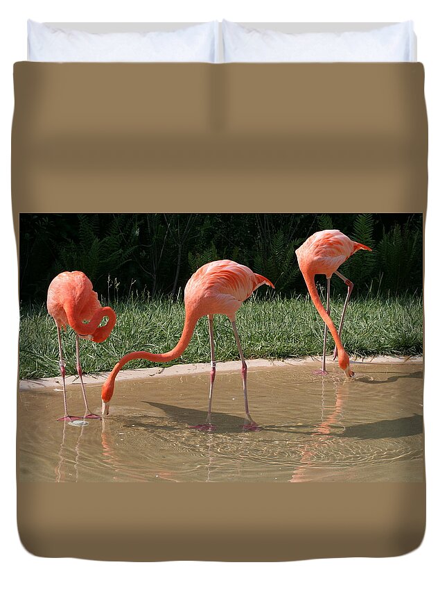 Birds Duvet Cover featuring the photograph 3 Flamingos drinking water by Valerie Collins