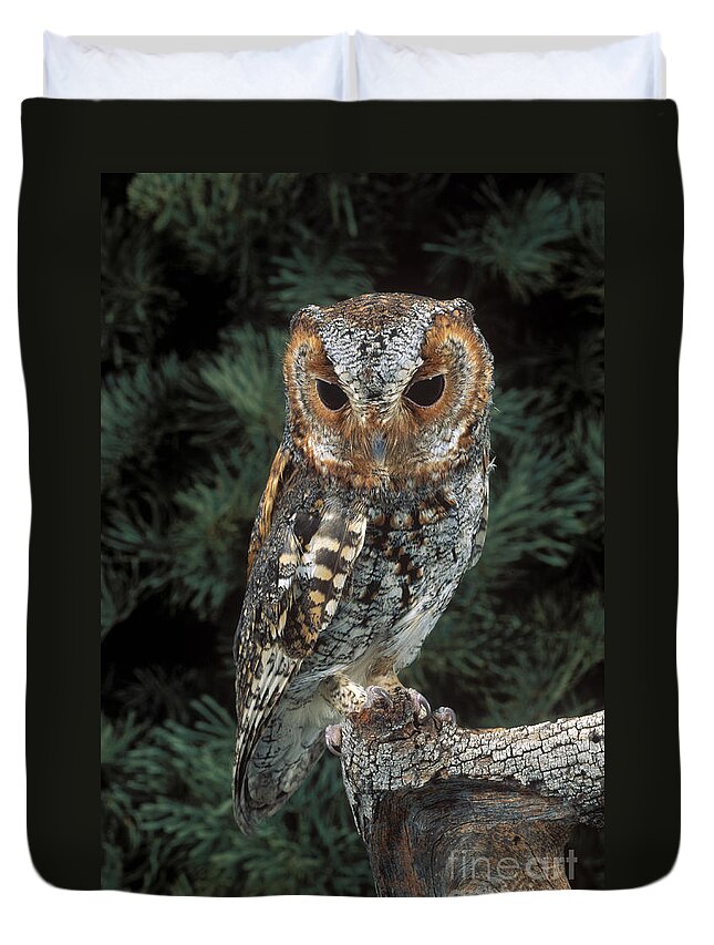 Animal Duvet Cover featuring the photograph Flammulated Owl by Anthony Mercieca
