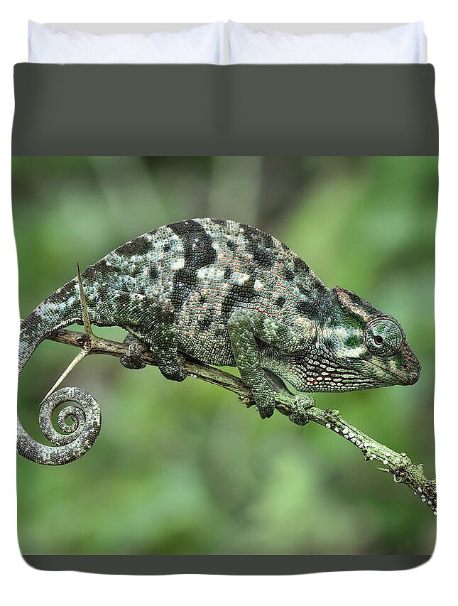Thomas Marent Duvet Cover featuring the photograph Flap-necked Chameleon Female Tanzania by Thomas Marent